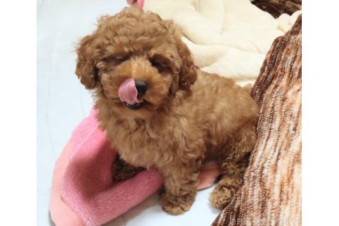 成約済の秋田県のマルプー:マルチーズ×トイプードル-385841の5枚目